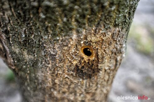 drzewa_matejki_700_6006-20190805