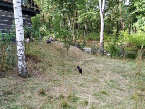 gościniec_pod_zającem68364597_487872868667163_8757840097849638912_o-20190818