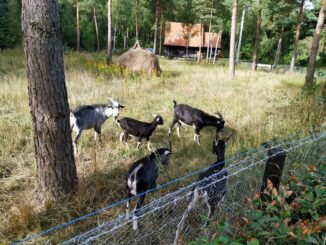 gościniec_pod_zającem69155201_487873218667128_985249705107652608_o-20190818