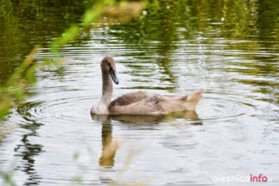 NASZE INFO: To nie ptasia grypa zabiła ptaki z oleśnickich stawów