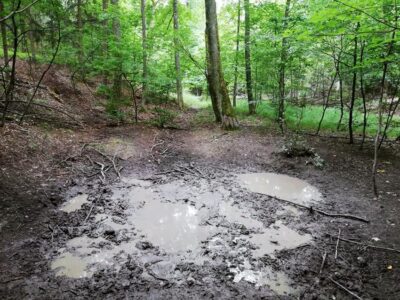 Przedstawiają leśne SPA dla… dzików