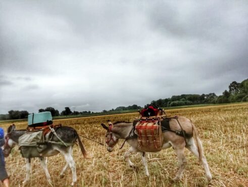 osiołkowo67380368_2428956274004764_7212389325764296704_n