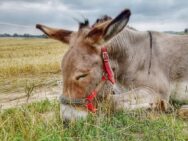 osiołkowo67448317_2428956747338050_2309269452518064128_n