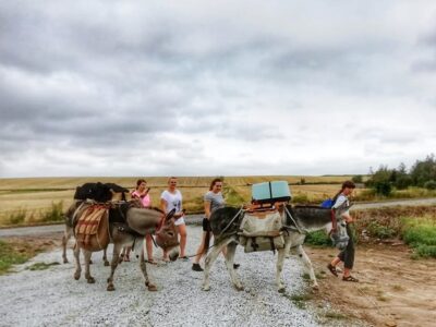 Idą z osiołkami z Francji do Polski. Dzisiaj przechodzili przez powiat oleśnicki
