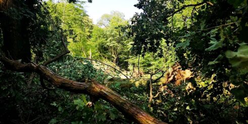 syców_wichura69387660_2688476827837932_1532838622095474688_o-006