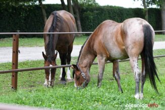 wietrzna_stajnia_DSC_2078