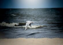 zdjęcia_czytelników68603690_2339167792804311_8896573837932494848_o-20190819