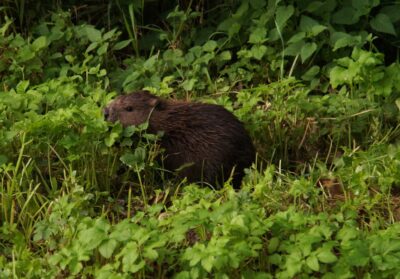Oleśnickie bobry w obiektywie Wiesława Mazurkiewicza