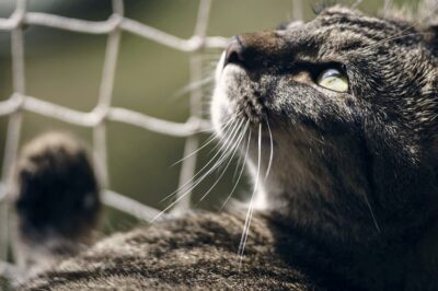 Problemy z dzikimi kotami. Urząd odpowiada mieszkańcom