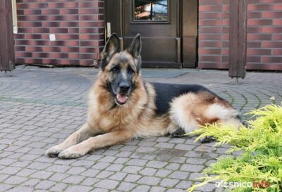 Policja interweniuje, bo pies nie chciał wysiąść z auta zaparkowanego pod przychodnią