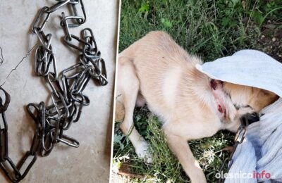 Tak właściciel trzymał zwierzę. Łańcuch wrósł psu w szyję