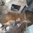 10-letnia, skrajnie zaniedbana suczka, żyła w skandalicznych warunkach