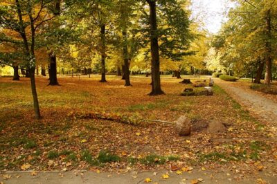 W całym mieście zostanie nasadzonych ponad sto drzew