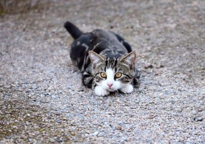 Strażacy ratowali małego kotka, który utknął na drzewie