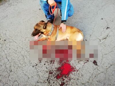 Służby wezwane do psa z urwanymi łapami. Zapadła decyzja o jego uśpieniu [AKTUALIZACJA]