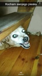 psy72900229_1212569122286106_62438941764091904_n-20191027