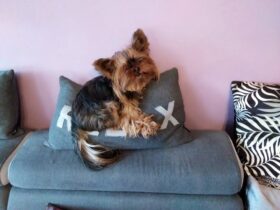 psy73223715_755853144828717_1390708628033372160_o-20191027