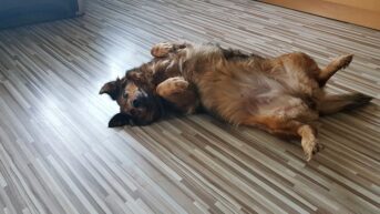 psy73381339_727305401105365_926739601857445888_o-20191027