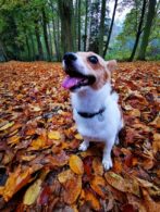 psy74159477_2414290318648093_2232489623542562816_n-20191027