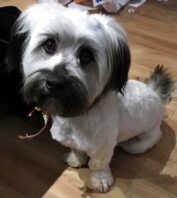 psy74624033_2445976448789021_1753057744438427648_n-20191027