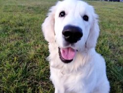 psy75429551_2542761909118323_5527580772027858944_o-20191027