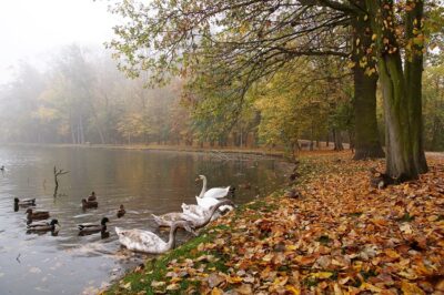 Miasto na razie nie wyremontuje stawu przy Kruczej