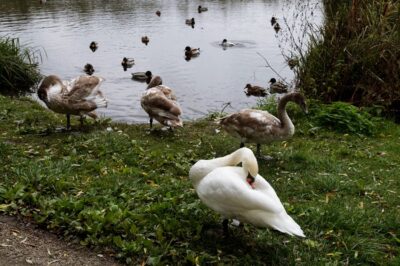 Łabędzie para dotarła do Oleśnicy aż z Gdańska