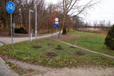 Nowe nasadzenia w okolicy stawu na Kruczej