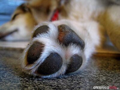 Sąd uniewinnił właścicielkę psa, który był zaniedbany