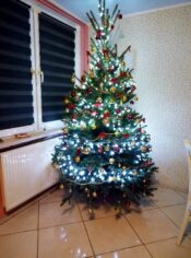 choinki80850447_1016838055326224_8443957179119042560_o-20191224