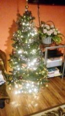 choinki80884451_578932256216312_8504613258483728384_o-20191224