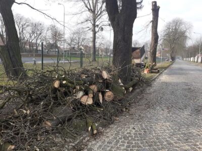 Drogowcy wyjaśniają przyczyny wycinki drzew przy Wileńskiej