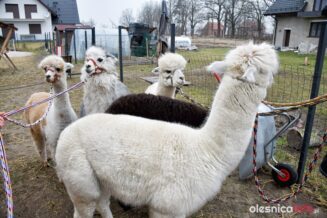 alpaki_spacer_Krzeczyn_DSC_0050