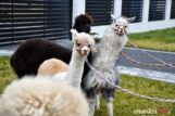 alpaki_spacer_Krzeczyn_DSC_0062