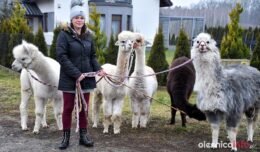 alpaki_spacer_Krzeczyn_DSC_0066