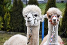 alpaki_spacer_Krzeczyn_DSC_0067