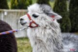alpaki_spacer_Krzeczyn_DSC_0068