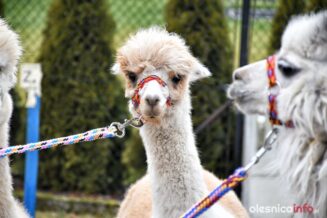 alpaki_spacer_Krzeczyn_DSC_0069