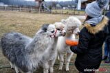 alpaki_spacer_Krzeczyn_DSC_0075