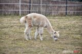 alpaki_spacer_Krzeczyn_DSC_0078