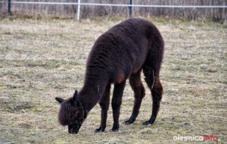 alpaki_spacer_Krzeczyn_DSC_0079