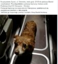 Przestraszony pies wsiadł do autobusu. Czyja zguba?