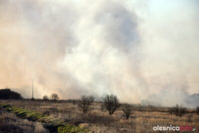 Pożar pod Dobroszycami. Pali się teren przy lesie