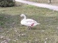 Ranny ptak nad stawami i apel do radnych