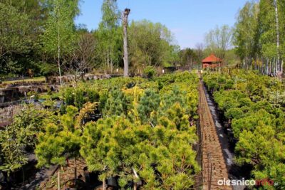 Arboretum czynne od soboty. Oto zasady, które będą obowiązywać na terenie obiektu