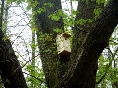 W kilku punktach miasta zamontowano sześćdziesiąt budek dla ptaków i nietoperzy