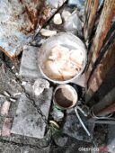 pies_przytul_pyska_interwencja_4