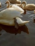 Łabędź zaplątany w wędkarką żyłkę uratowany
