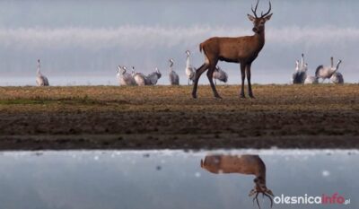 Poznaj Dolinę Baryczy. Niezwykły film o wyjątkowym miejscu [WIDEO]