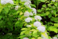 arboretum103159978_1559060720938316_2088381453589071271_o-001